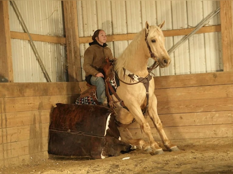 American Quarter Horse Wallach 8 Jahre 157 cm Palomino in Fresno