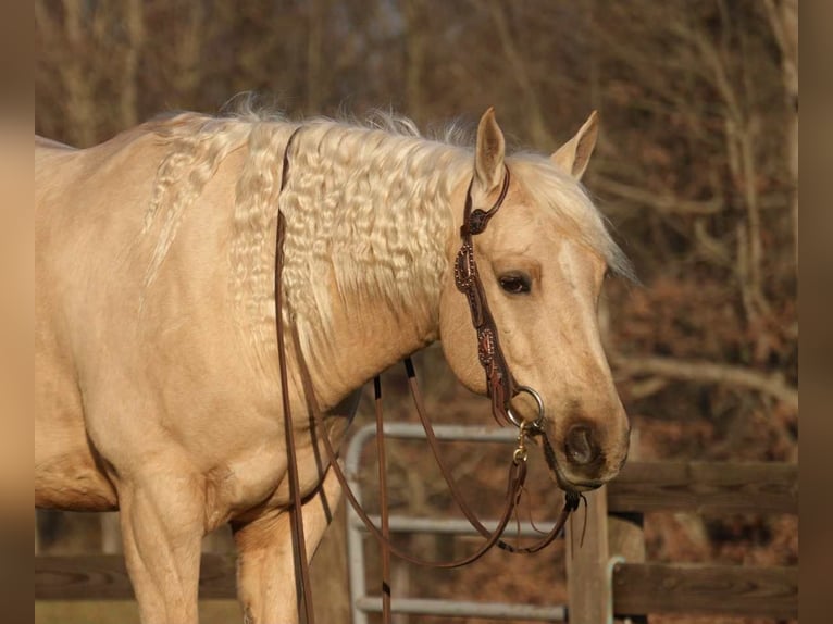 American Quarter Horse Wallach 8 Jahre 157 cm Palomino in Fresno