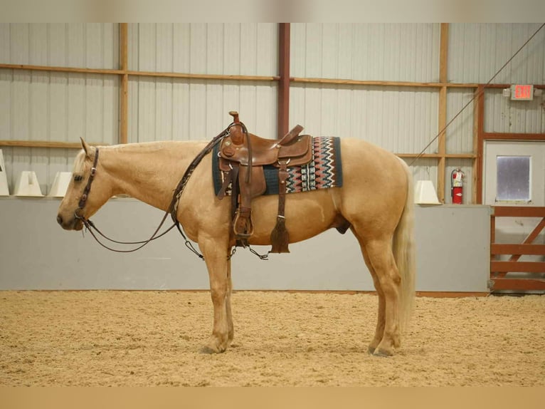 American Quarter Horse Wallach 8 Jahre 157 cm Palomino in Fresno