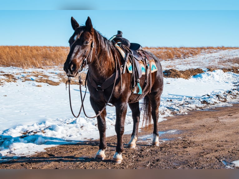 American Quarter Horse Wallach 8 Jahre 157 cm Rappe in Glenwood