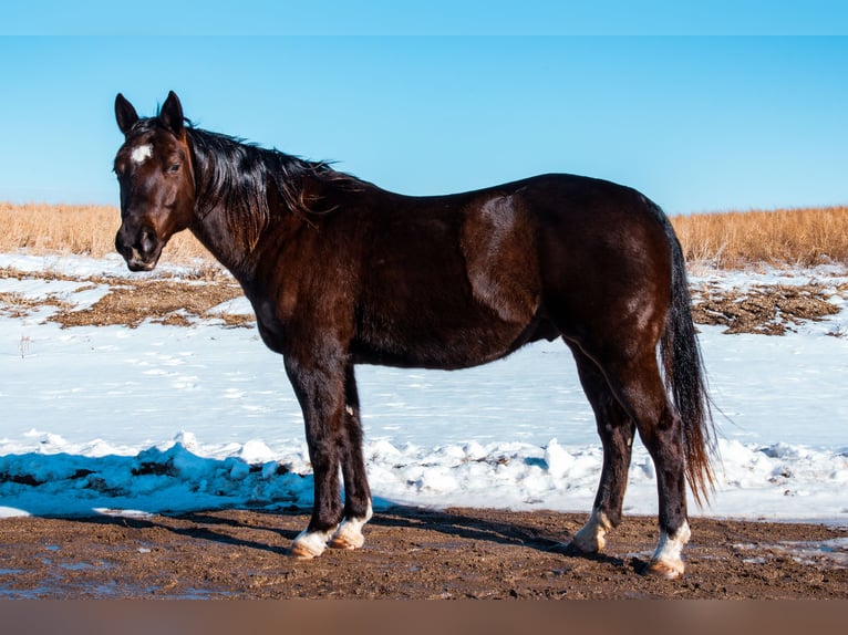 American Quarter Horse Wallach 8 Jahre 157 cm Rappe in Glenwood
