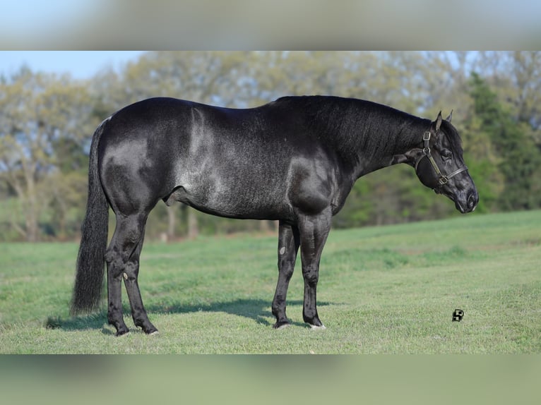American Quarter Horse Wallach 8 Jahre 157 cm Rappe in Whitesboro