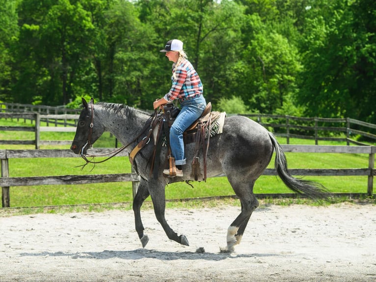 American Quarter Horse Wallach 8 Jahre 157 cm Roan-Blue in New Holland, PA