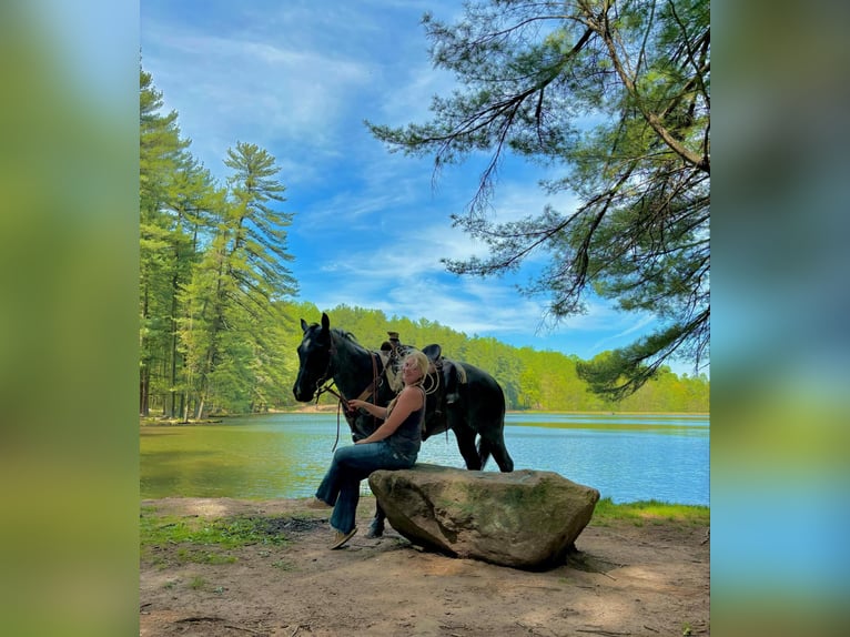 American Quarter Horse Wallach 8 Jahre 157 cm Roan-Blue in New Holland, PA