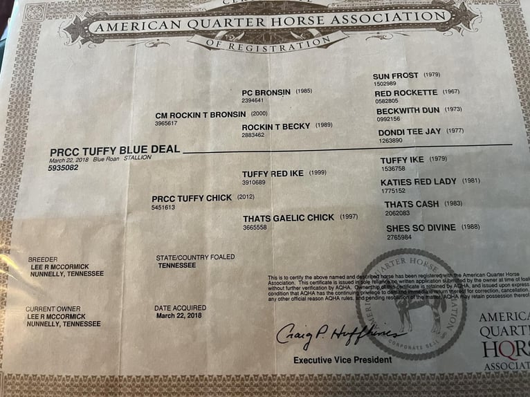 American Quarter Horse Wallach 8 Jahre 157 cm Roan-Blue in Santa Fe TN