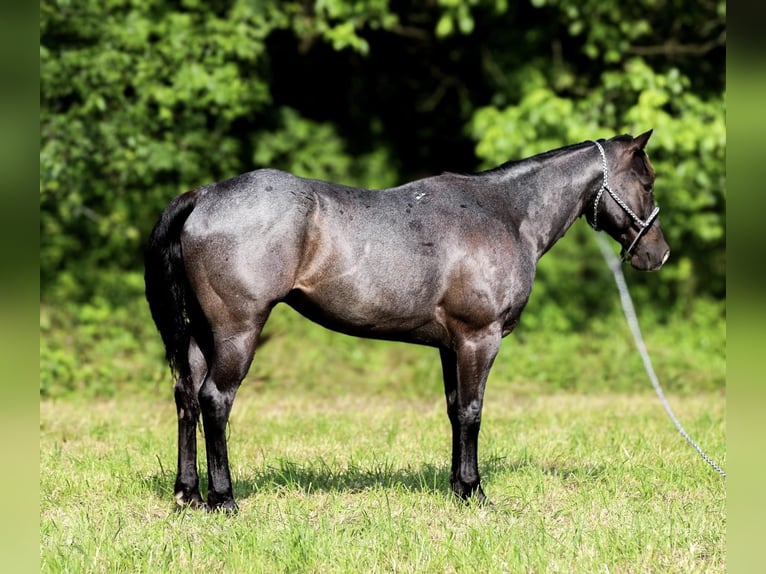 American Quarter Horse Wallach 8 Jahre 157 cm Roan-Blue in Santa Fe TN