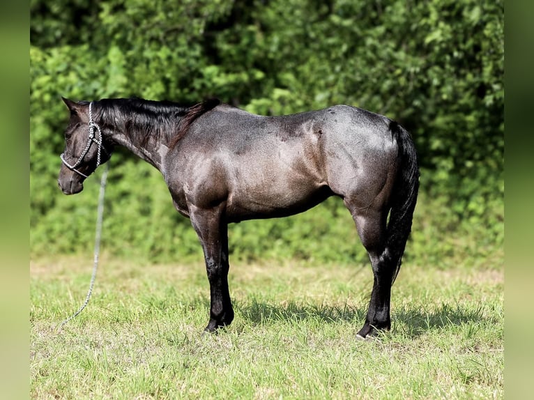 American Quarter Horse Wallach 8 Jahre 157 cm Roan-Blue in Santa Fe TN