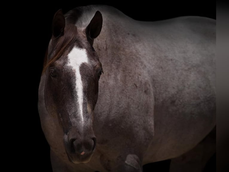 American Quarter Horse Wallach 8 Jahre 157 cm Roan-Red in Canyon TX