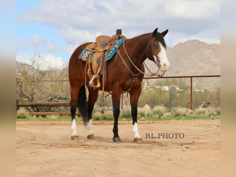 American Quarter Horse Wallach 8 Jahre 157 cm Rotbrauner in Congress