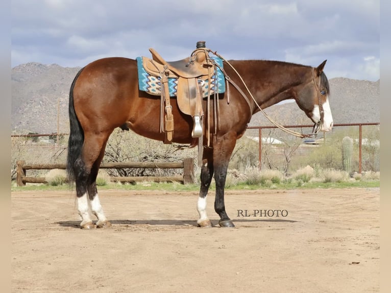 American Quarter Horse Wallach 8 Jahre 157 cm Rotbrauner in Congress