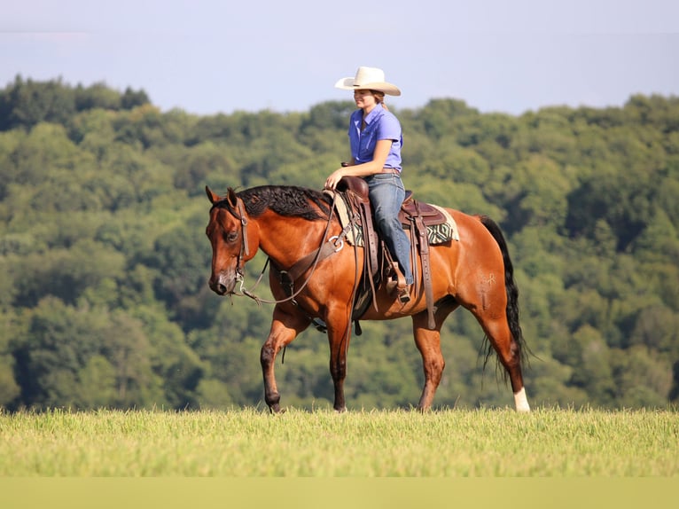 American Quarter Horse Wallach 8 Jahre 157 cm Rotbrauner in Clarion