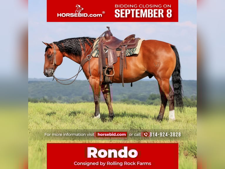 American Quarter Horse Wallach 8 Jahre 157 cm Rotbrauner in Clarion