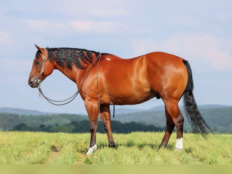 American Quarter Horse Wallach 8 Jahre 157 cm Rotbrauner in Clarion