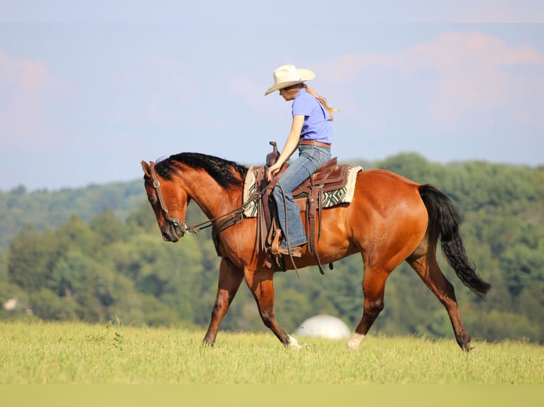 American Quarter Horse Wallach 8 Jahre 157 cm Rotbrauner in Clarion