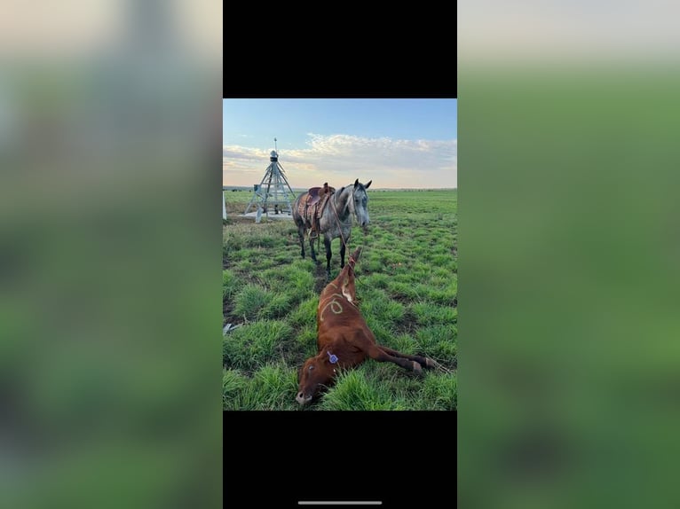 American Quarter Horse Wallach 8 Jahre 157 cm Schimmel in Canyon, TX