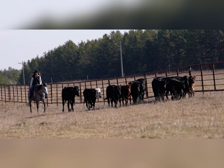 American Quarter Horse Wallach 8 Jahre 157 cm Schimmel in Nevis, MN