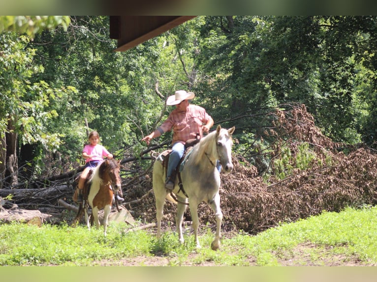 American Quarter Horse Wallach 8 Jahre 157 cm Schimmel in Charleston
