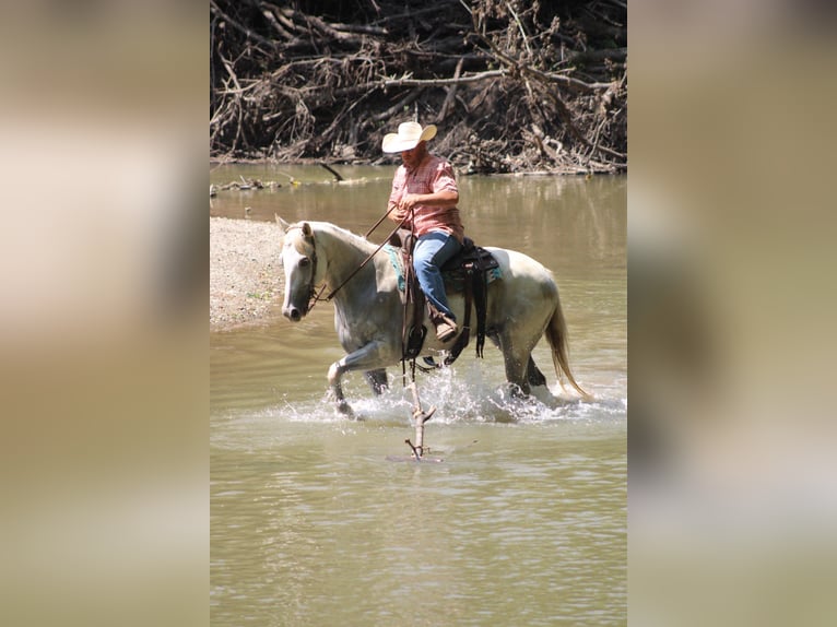 American Quarter Horse Wallach 8 Jahre 157 cm Schimmel in Charleston