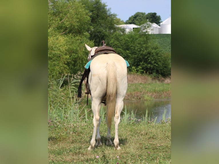American Quarter Horse Wallach 8 Jahre 157 cm Schimmel in Charleston