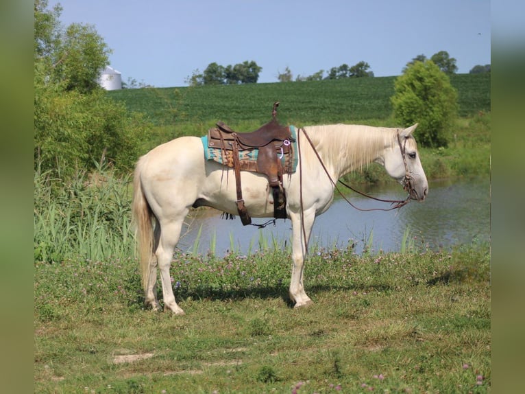 American Quarter Horse Wallach 8 Jahre 157 cm Schimmel in Charleston