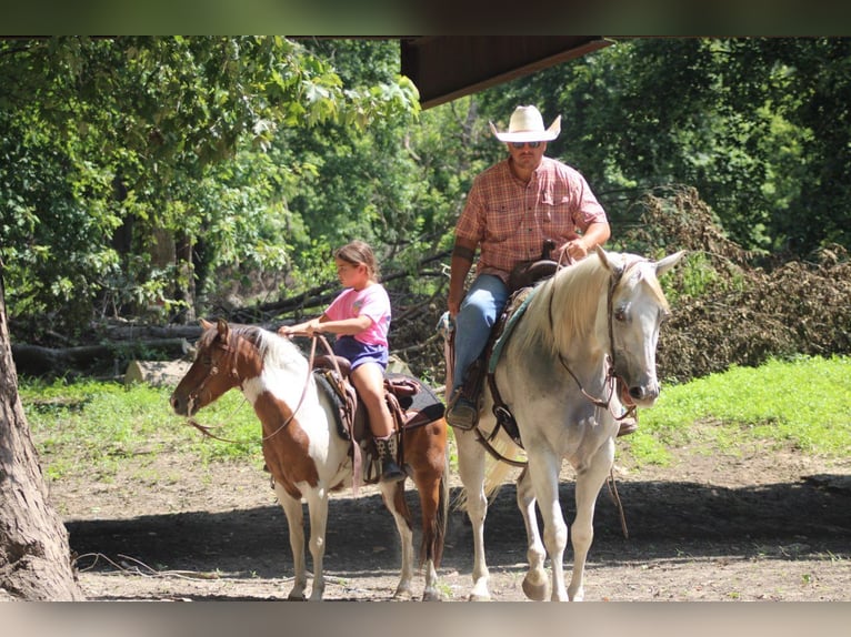 American Quarter Horse Wallach 8 Jahre 157 cm Schimmel in Charleston