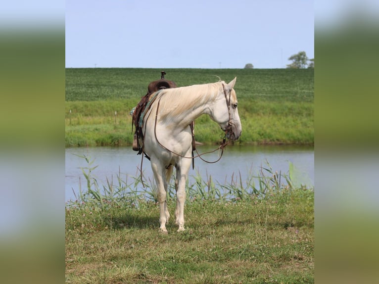 American Quarter Horse Wallach 8 Jahre 157 cm Schimmel in Charleston