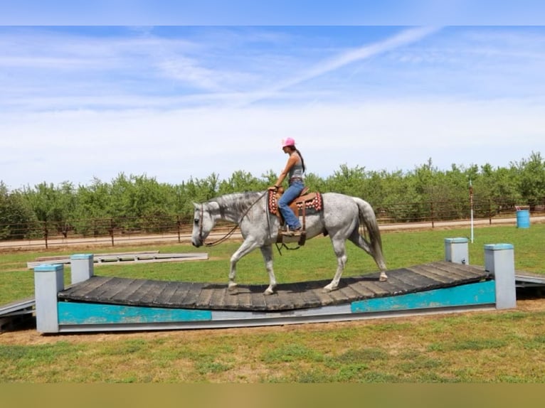 American Quarter Horse Wallach 8 Jahre 157 cm Schimmel in Pleasant Grove CA