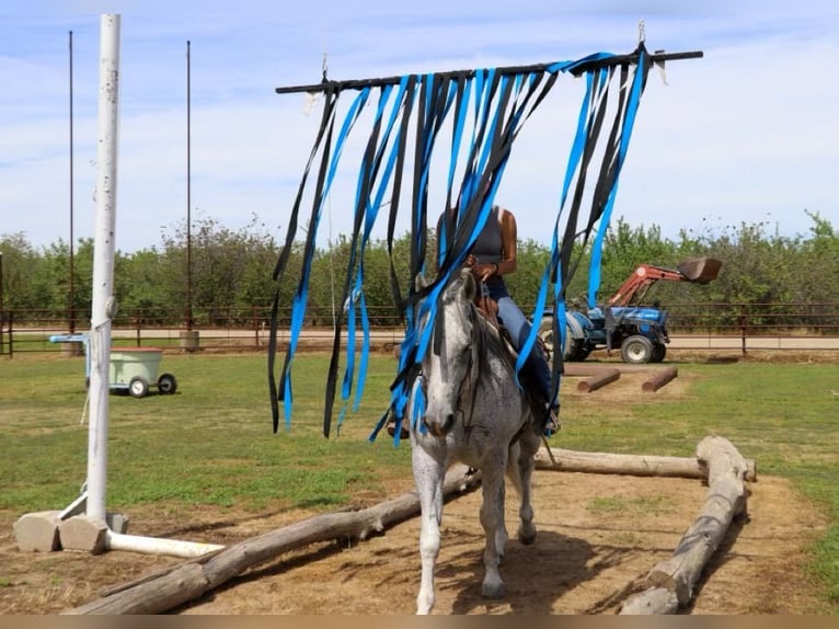 American Quarter Horse Wallach 8 Jahre 157 cm Schimmel in Pleasant Grove CA