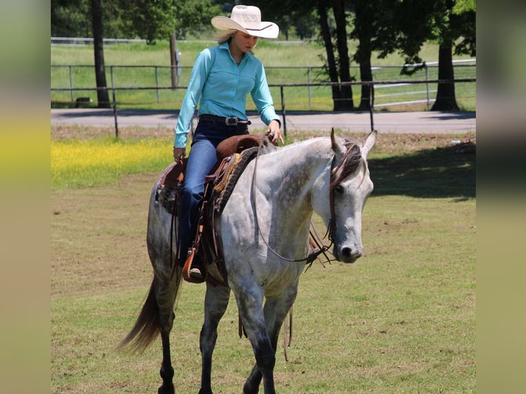 American Quarter Horse Wallach 8 Jahre 157 cm Schimmel in Salisaw, OK