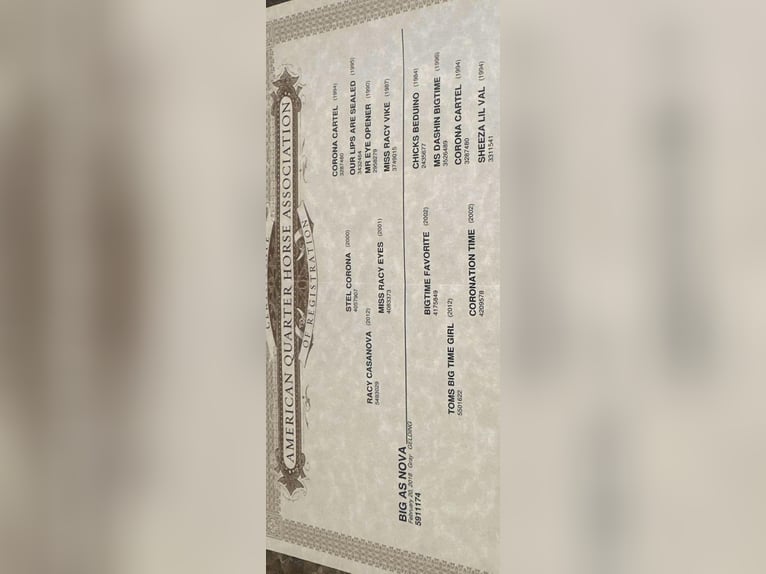 American Quarter Horse Wallach 8 Jahre 157 cm Schimmel in Salisaw, OK