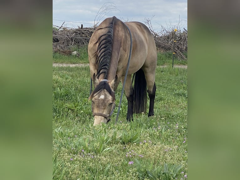 American Quarter Horse Wallach 8 Jahre 158 cm Buckskin in Stahnsdorf