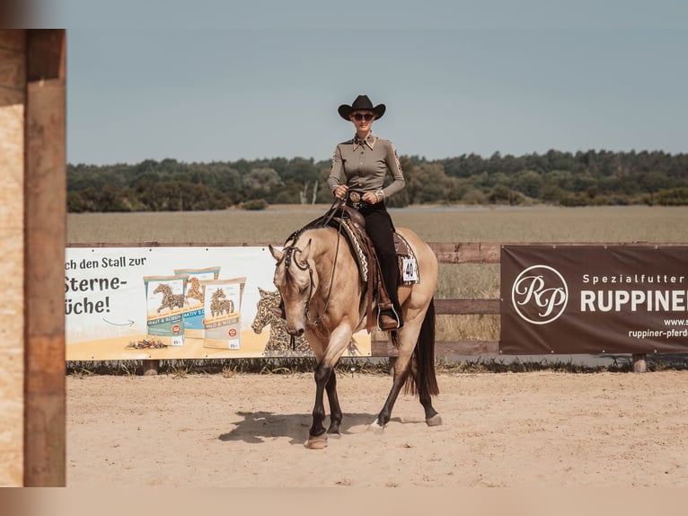American Quarter Horse Wallach 8 Jahre 158 cm Buckskin in Stahnsdorf