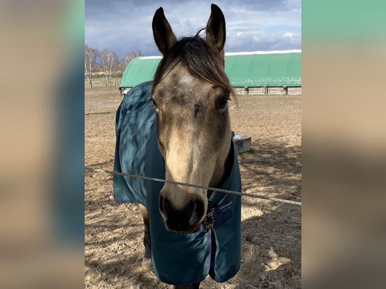 American Quarter Horse Wallach 8 Jahre 158 cm Buckskin in Stahnsdorf