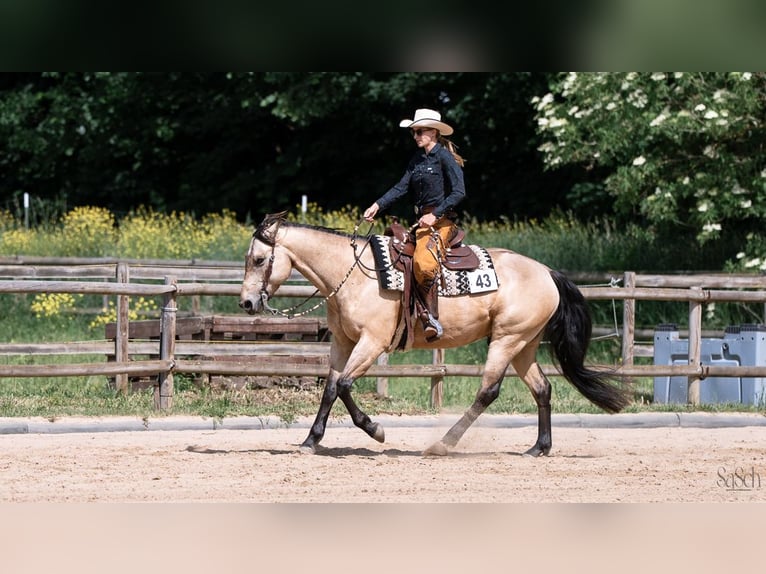 American Quarter Horse Wallach 8 Jahre 158 cm Buckskin in Stahnsdorf