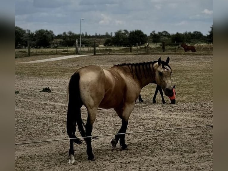 American Quarter Horse Wallach 8 Jahre 158 cm Buckskin in Stahnsdorf
