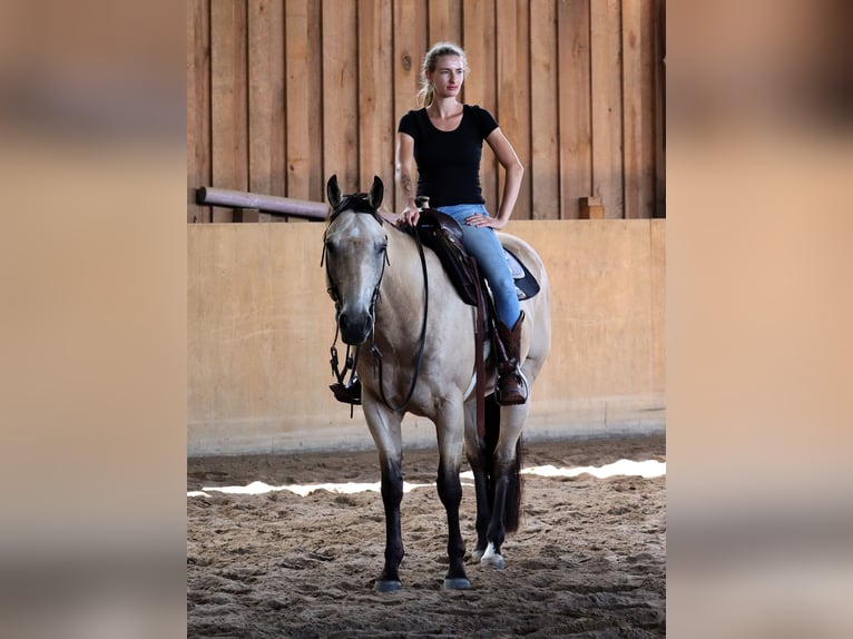 American Quarter Horse Wallach 8 Jahre 158 cm Buckskin in Stahnsdorf