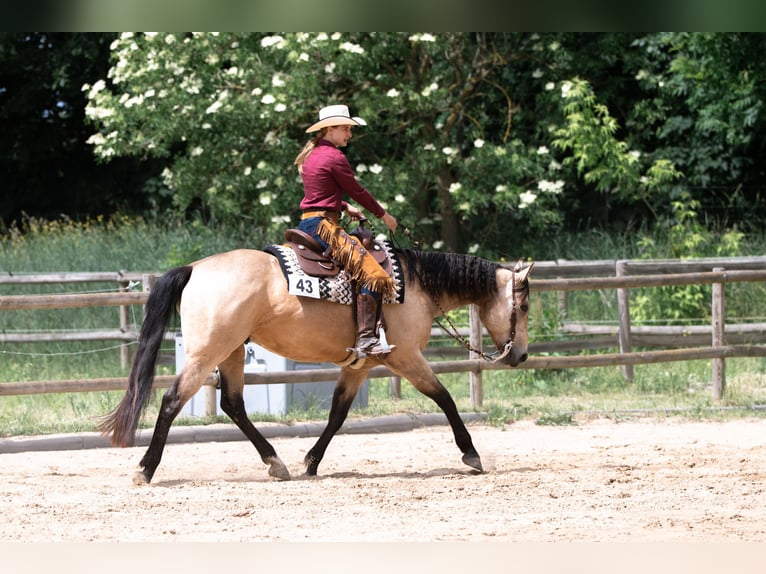 American Quarter Horse Wallach 8 Jahre 158 cm Buckskin in Stahnsdorf
