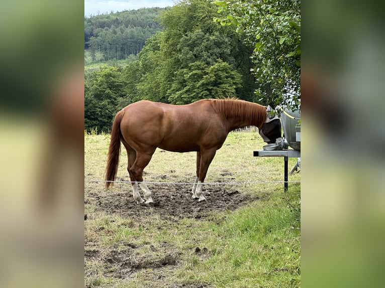 American Quarter Horse Wallach 8 Jahre 158 cm Fuchs in Niedersayn