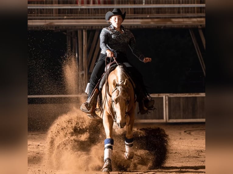 American Quarter Horse Wallach 8 Jahre 159 cm Palomino in Spechbach
