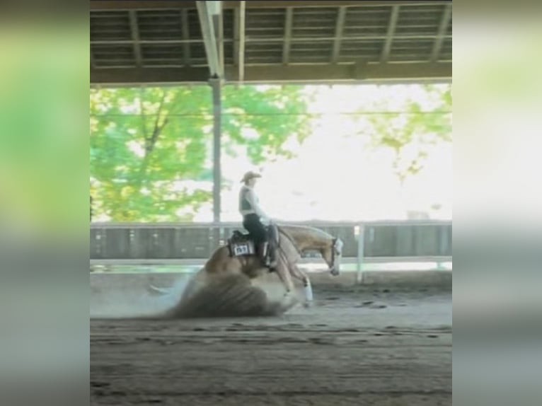 American Quarter Horse Wallach 8 Jahre 159 cm Palomino in Spechbach