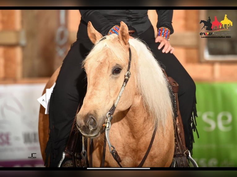 American Quarter Horse Wallach 8 Jahre 159 cm Palomino in Spechbach