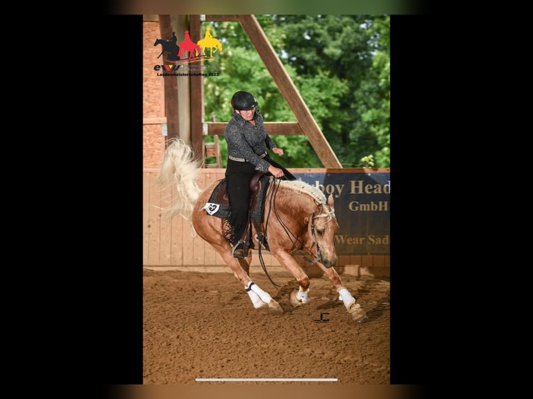 American Quarter Horse Wallach 8 Jahre 159 cm Palomino in Spechbach