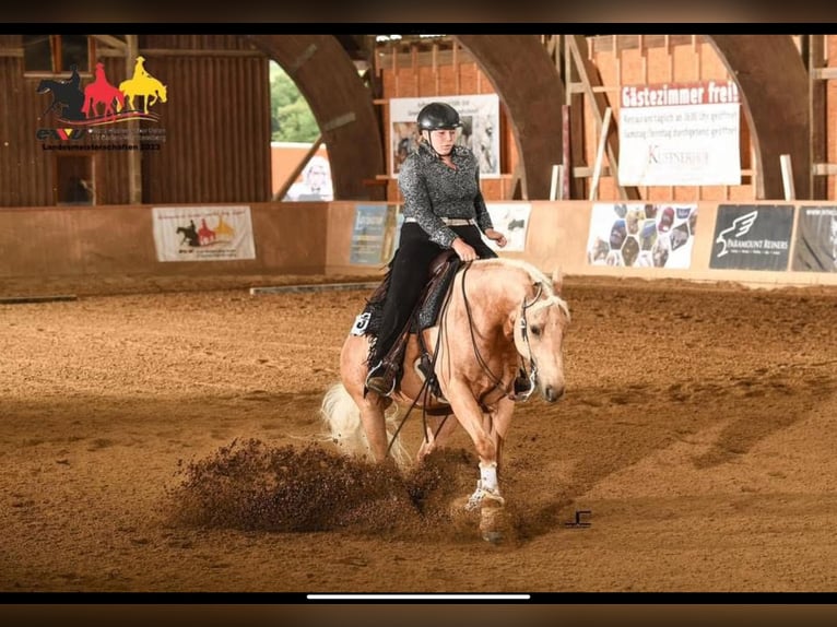 American Quarter Horse Wallach 8 Jahre 159 cm Palomino in Spechbach