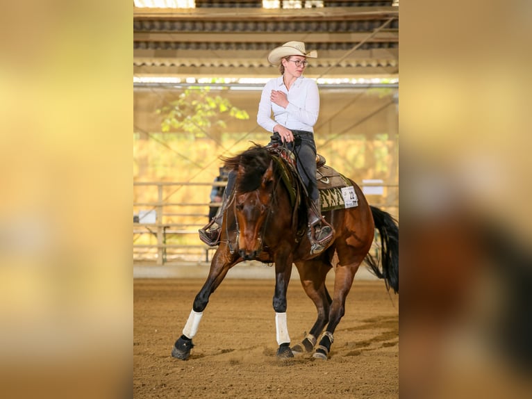 American Quarter Horse Wallach 8 Jahre 160 cm Brauner in Winklpoint