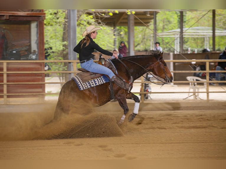 American Quarter Horse Wallach 8 Jahre 160 cm Brauner in Winklpoint