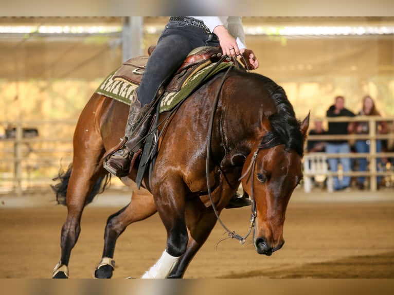 American Quarter Horse Wallach 8 Jahre 160 cm Brauner in Winklpoint