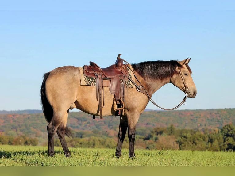 American Quarter Horse Wallach 8 Jahre 160 cm Buckskin in Clarion