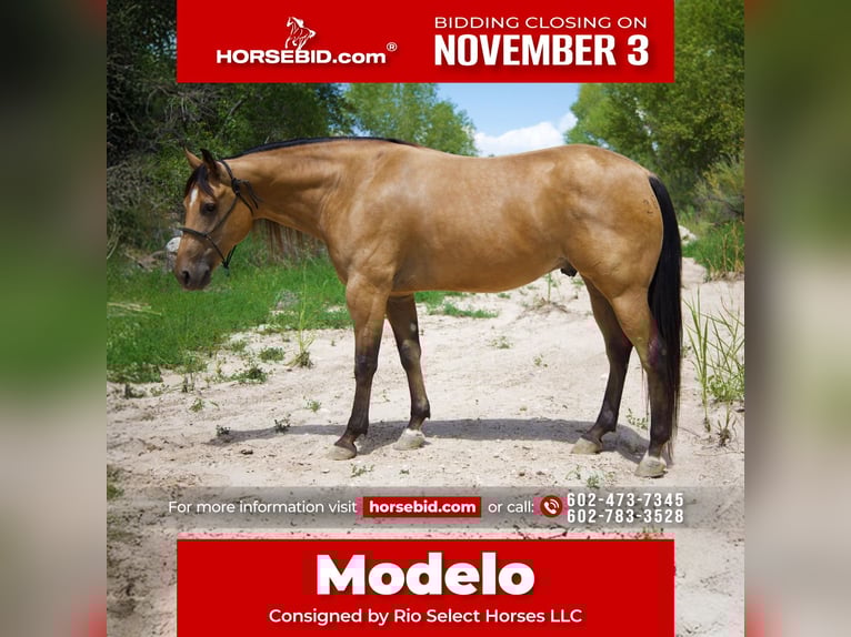 American Quarter Horse Wallach 8 Jahre 160 cm Buckskin in Tonopah