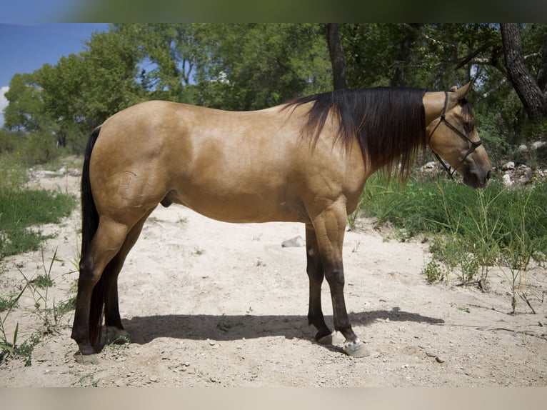 American Quarter Horse Wallach 8 Jahre 160 cm Buckskin in Tonopah