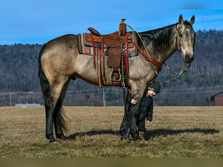 American Quarter Horse Wallach 8 Jahre 160 cm Buckskin in Rebersburg, PA
